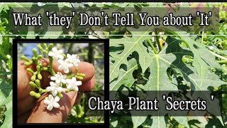 What You Should Know about Chaya Plant before Consumption Cnidoscolus aconitifolius Tree Spinach [upl. by Trebron]