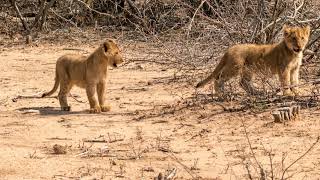 Cute baby lions with their bloodstained mother [upl. by Aisatsan]