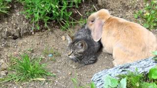 Cat vs Rabbit [upl. by Assirol]