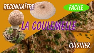 comment reconnaître et cuisiner la coulemelle [upl. by Pfeffer36]