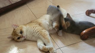 3 Minutes of Adorable Kittens [upl. by Burford922]