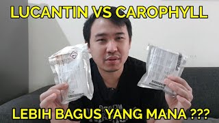 LUCANTIN VS CAROPHYLL LEBIH BAGUS YANG MANA [upl. by Jillie]