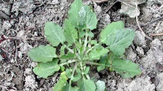 LASSANA O GRESPIGNOLO IN ROSETTA BASALE Lapsana communis famiglia Asteraceae [upl. by Sicnarf]