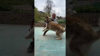 Training Big Wild Aggressive Husky 🤯 How To Train Dog 💀😱 shorts pets dog trending traineddogs [upl. by Michell878]