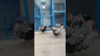 Silver laced Wyandotte chicken wyandotte poultryfarming chicken shorts viral [upl. by Anavas]