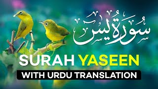 Surah Yasin  Surat Yaseen with Urdu Translation  Quran Tilawat Beautiful Voice  Hindi Tarjuma [upl. by Nero]