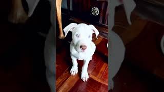 Blue eyed pitbull puppy [upl. by Stevana]