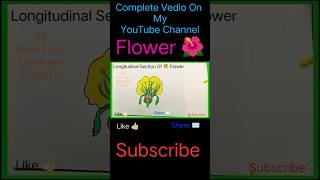 How To Draw Longitudinal Section Of Flower  LS Of Flower shortvideo biologydiagram drawing [upl. by Bowne]