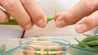 How to Clean Green Beans  How to Trim Green Beans  How to Prepare Green Beans aka Broad Beans [upl. by Ynnob]