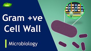 Grampositive cell wall  Bacterial membrane  lipoteichoic acids  Basic Science Series [upl. by Laohcin]