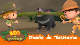 El Diablo de Tasmania Español  Leo El Explorador Episodio  Animación  Familia  Niños [upl. by Cottle]