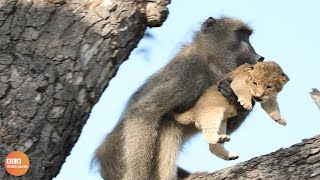 Baboons Kidnap The Lion Cub And The Mother Lion Seeks Revenge [upl. by Aleyam]