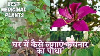 कचनार के पौधे को कैसे उगाए  How to grow Kachnar In a pot  Best medicinal plant  Tips and Care [upl. by Weitzman642]