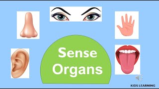 Learn Sence Organs [upl. by Enelehcim]