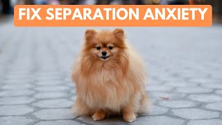 5 Tips To Fix Separation Anxiety In Dog  What Helped My Pomeranians Separation Anxiety [upl. by Asirram]