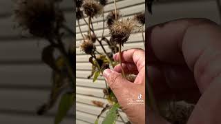 Herbalism minute Seed Saving special guest Elecampane seedsaving earthseeddetroit [upl. by Dudley]