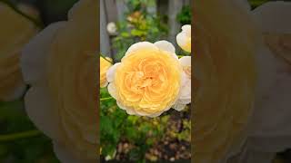 David Austin Roses  The Poets Wife roselove roseflower beautifulroses flowerbloom loveroses [upl. by Boyden184]