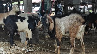 kambing lucu kambing joget [upl. by Ainahtan]