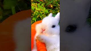 New viral effect shortsvideo viral shorts cute shortvideos cuteanimal trendingforyou [upl. by Pressman]