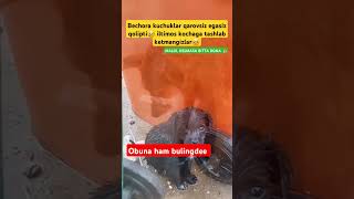 Kochaga tashlab ketmang🥺 rek cat uzb animals uzbeklar funny rekda nuriddindomla cute [upl. by Veal]