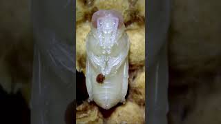 Apis mellifera drone pupae and Varroa destructor mite NSW Australia varroadestructor beekeeping [upl. by Duleba755]