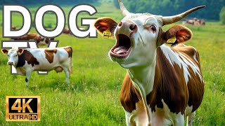 ERADICATE STRESS amp SOOTHE ANXIETY FOR YOUR HOME ALONE DOG with CALMING COWS IN GRASSY FIELDS [upl. by Otrebmal]