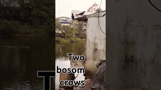 Two bosom crows httpswwwyoutubecomchannelUCdUZ9zKeBkP8oH7ioqpKCeg [upl. by Ardith673]