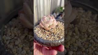 Echeveria Sarang echeveria succulent plants succulentobsession succulentvarieties miniature [upl. by Ayatal]