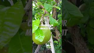 calabash miraclefruit shortvideo [upl. by Gurias857]