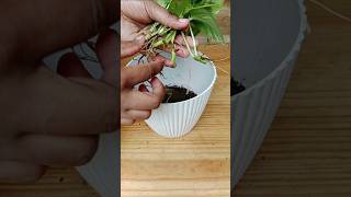 Easy tips to grow golden Pothosmoney plant in soil plantpropagation pothospropagation [upl. by Jill430]