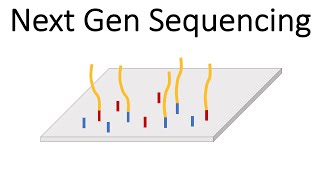 Next Generation Sequencing Illumina  An Introduction [upl. by Melissa54]