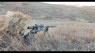 Watch Coyotes Get Sniped with the 22 CREED and 22250 Awesome 4K Footage PHS HRDuex [upl. by Matlick651]