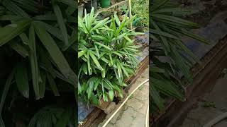 Rhapis excelsa also known as lady palm is a species of fan palm Family Arecaceae [upl. by Jarvis]