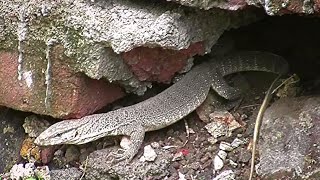 Common indian monitor lizard Varanus bengalensis Ghorapadby Shirishkumar Patil [upl. by Kenelm]