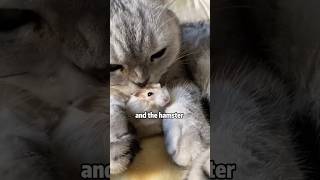 How to stop hamster from destroying your house shortvideo rescue cute funny cat animals [upl. by Bone]