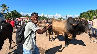 Vin gade pri yon bèf nan mache Disis okay [upl. by Lamond]