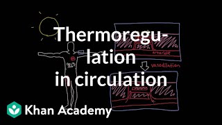 Thermoregulation in the circulatory system  Circulatory system physiology  NCLEXRN  Khan Academy [upl. by Ardnohsed]