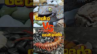 Giant centipede vs gecko [upl. by Joey]