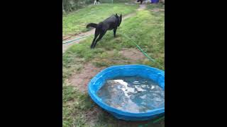 Genius Dog 👀 Black German Shepherd Soldier Fetches Then Kicks ⚽️ Soccer Ball [upl. by Yblocaj]