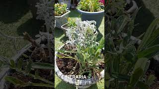 Pruning a Cineraria and planting Osteospermum in a UK garden [upl. by Malley]