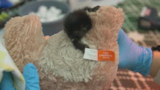 Extraordinarily tiny baby monkey named Betty being handraised at Houston Zoo [upl. by Bodwell897]