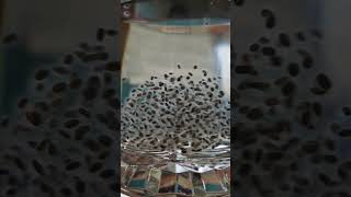 Chia seeds chiaseeds health nutrition people glass water dissolving [upl. by Tanitansy]