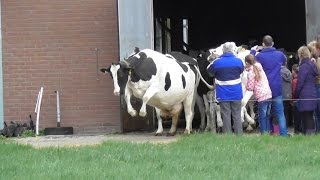 Koeiendans bij biologisch melkveebedrijf n Pol [upl. by Sharron843]