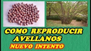 Sembrar Avellanas  Reproducir Avellanos 3ª PARTE  ERRORES CORREGIDOS  Todo Huerta y Jardín [upl. by Ydnim]