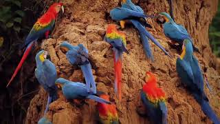 Macaws Documentary or wild Life [upl. by Nnael]