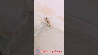 grasshopper americangrasshoppergrasshoper trendingshorts insecttrending insectlovers [upl. by Earej879]