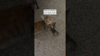 Mama cat doing her best to keep up with all her kittens asmr catasmr bengalkittenforsale kitten [upl. by Leah]