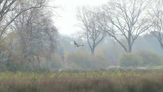 Leegveld in Liessel rand Deurnese Peel buizerd blauwe reiger blauwe kiekendief v knobbelzwanen [upl. by Trent]