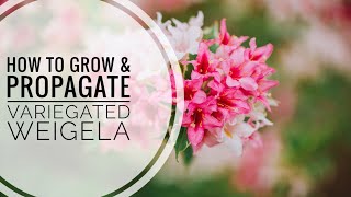 Master the Art of Propagating Variegated Weigela  Part 1 [upl. by Eanert]