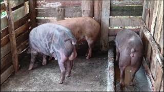 Duroc boar serving 2 duroc gilts [upl. by Evilc]